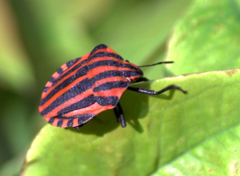 Graphosoma lineatum italicum